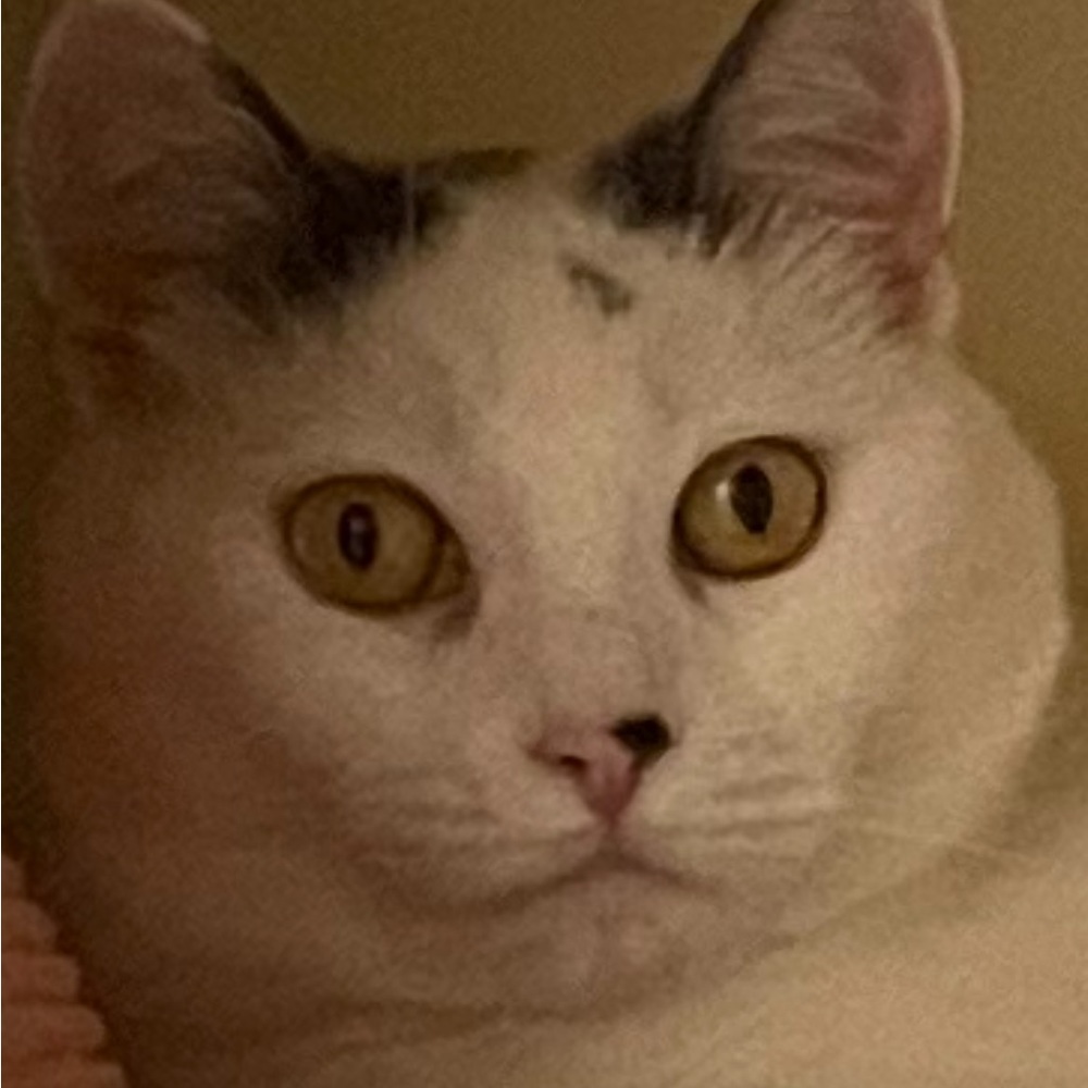 Meet your Posher, Posh